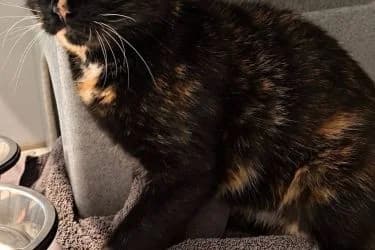 Yara, female senior Mixed Breed for adoption at De Dierenstee