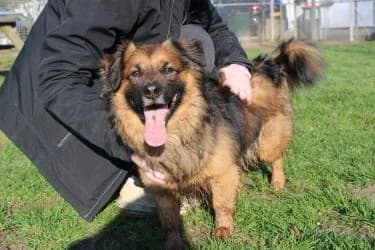Yuno, male Mixed Breed for adoption at De Dierenstee