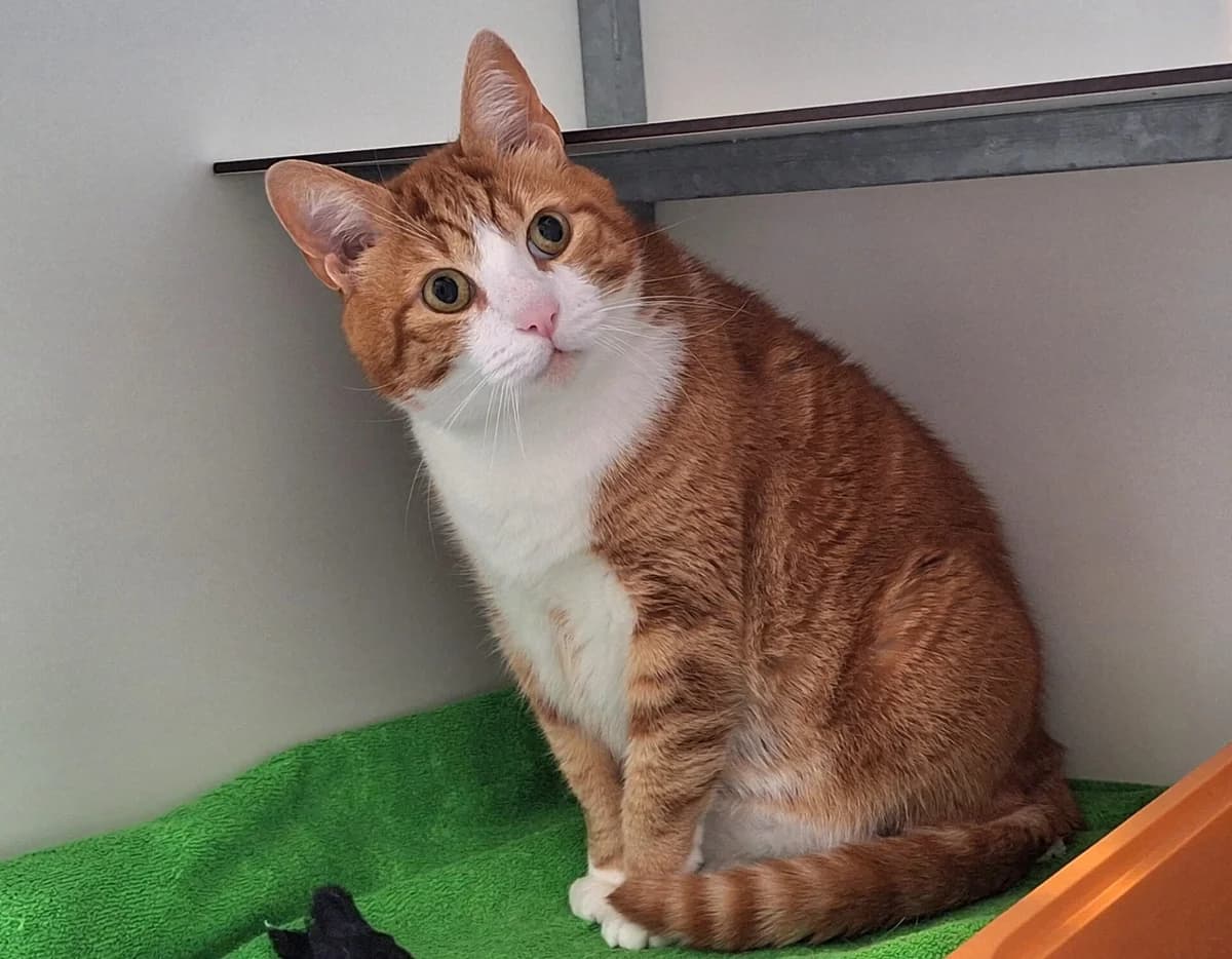 Sabar, male senior Mixed Breed for adoption at Dierentehuis