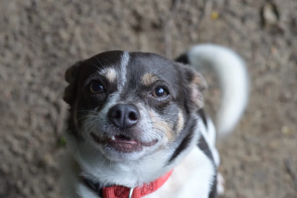 André, male young Chihuahua for adoption at Dierentehuis
