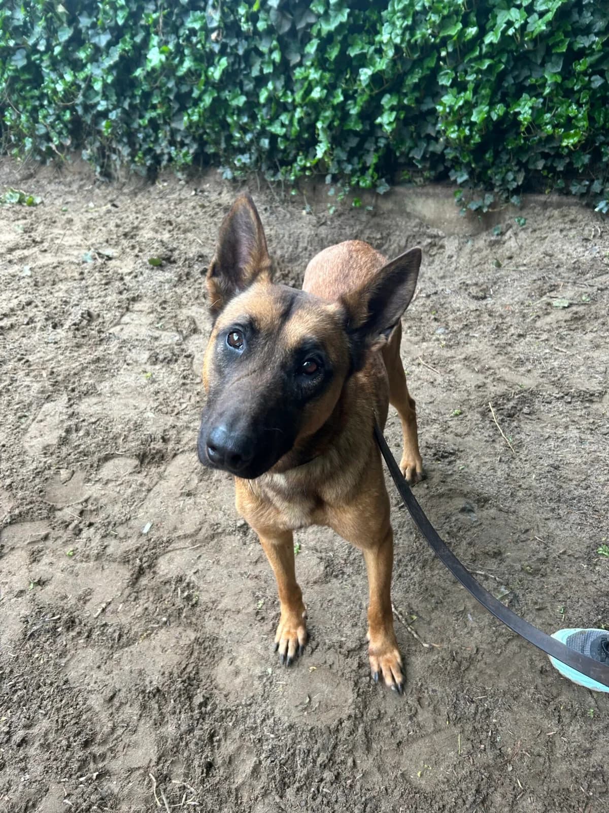 Bente, female 7yo mixed breed for adoption at Dierentehuis