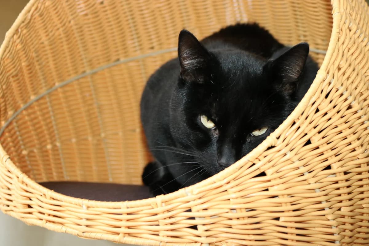 Boerderijkatten, female 4yo Mixed Breed for adoption at Dierentehuis