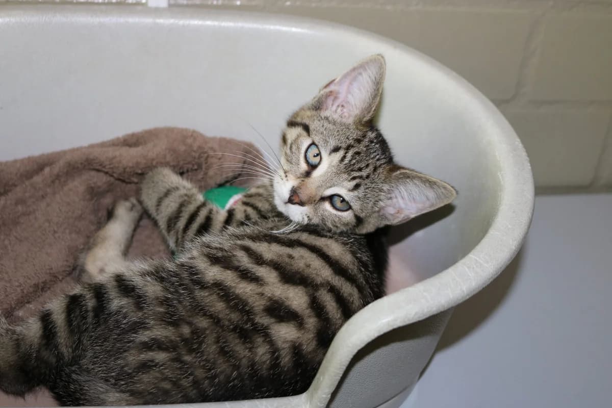 Kittens Boots (+ Felicia), male puppy Mixed Breed for adoption at Dierentehuis