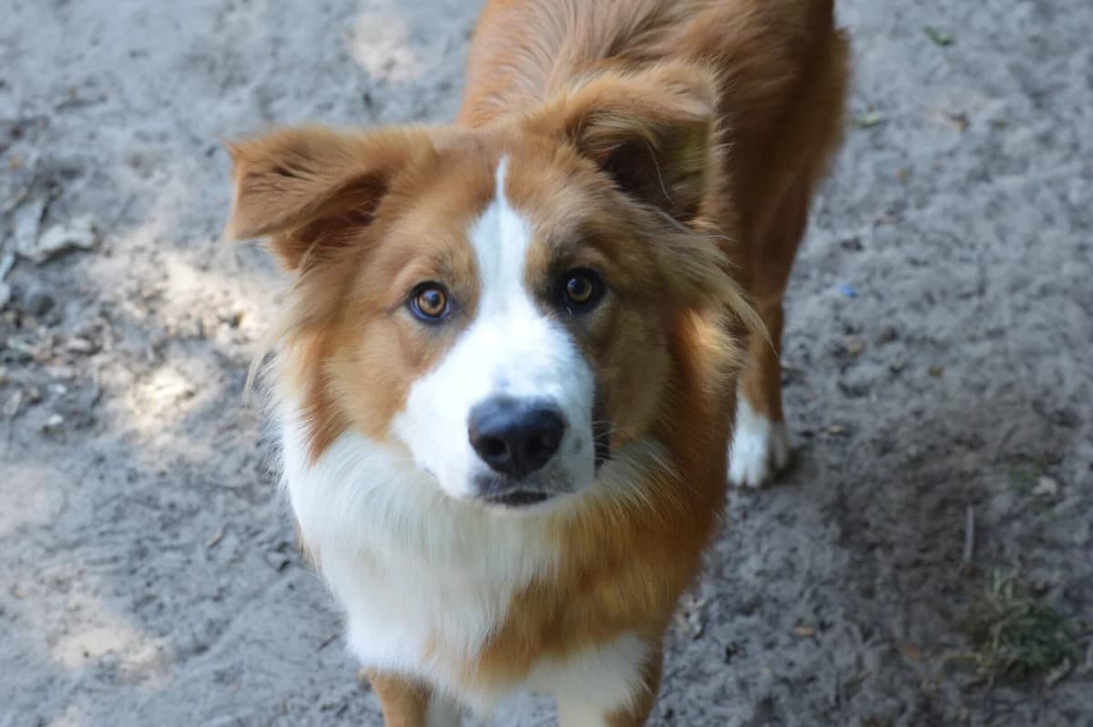 Bruno, male puppy Border Collie for adoption at Dierentehuis