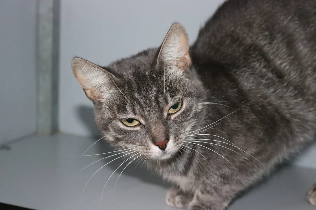 DeeDee, blauw female 3yo Mixed Breed for adoption at Dierentehuis