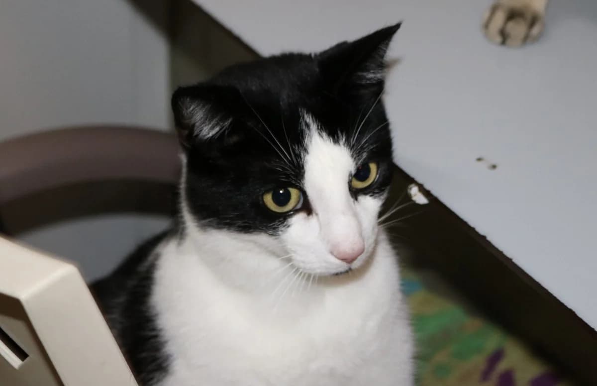 Eppi, male 3yo Mixed Breed for adoption at Dierentehuis