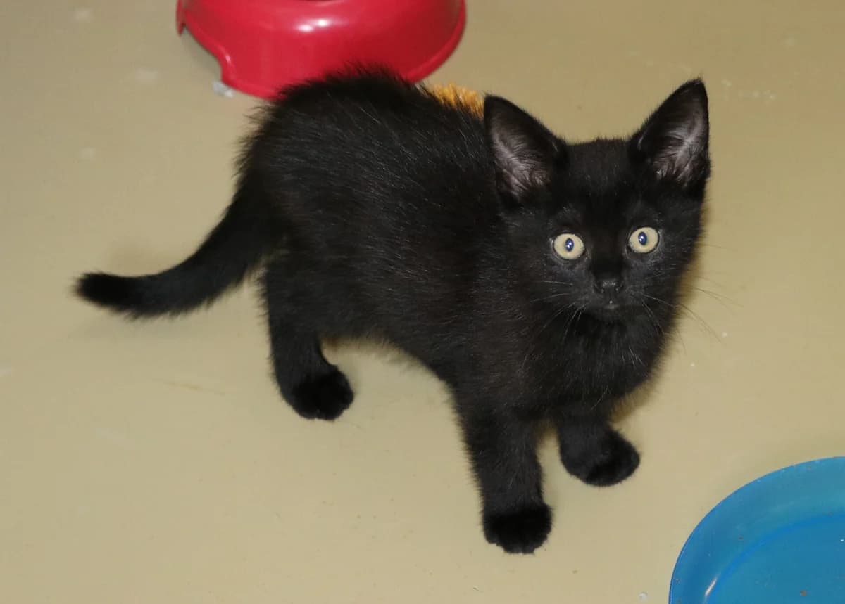Kittens Felicia (+ Boots), female young Mixed Breed for adoption at Dierentehuis