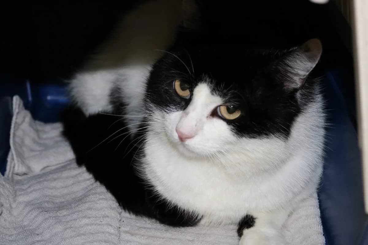 Flintstone, zwart male 3yo Mixed Breed for adoption at Dierentehuis
