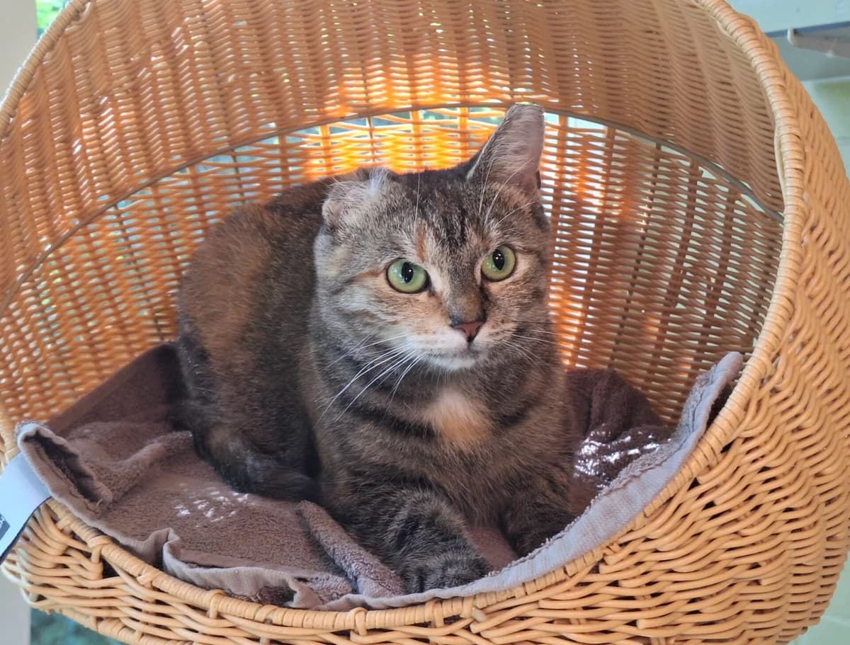 Frommel, female 4yo Mixed Breed for adoption at Dierentehuis
