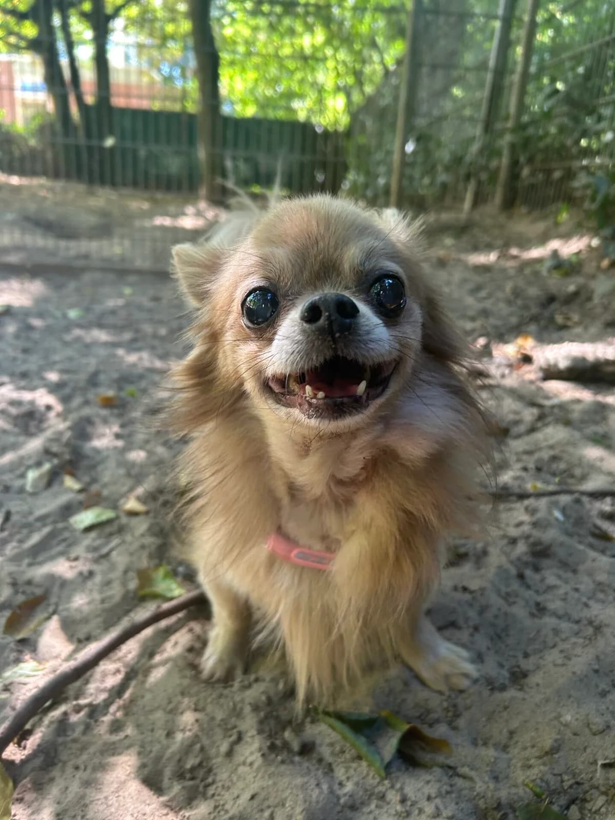 Fuzzy, male senior Chihuahua for adoption at Dierentehuis