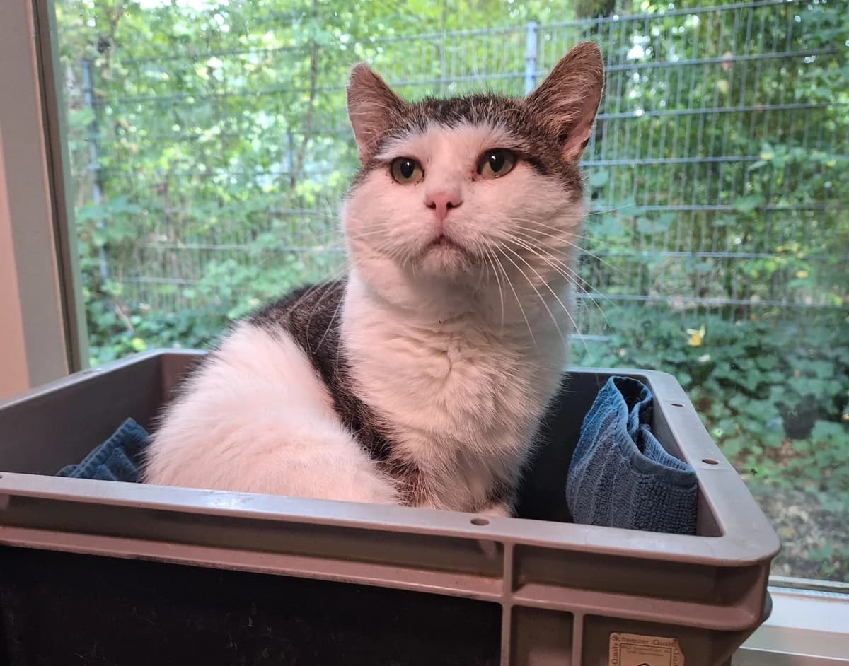 Harvey, male 3yo Mixed Breed for adoption at Dierentehuis