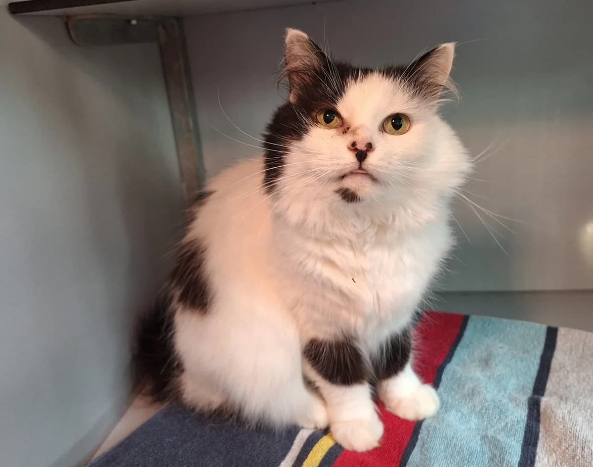 Helena, female 6yo Mixed Breed for adoption at Dierentehuis