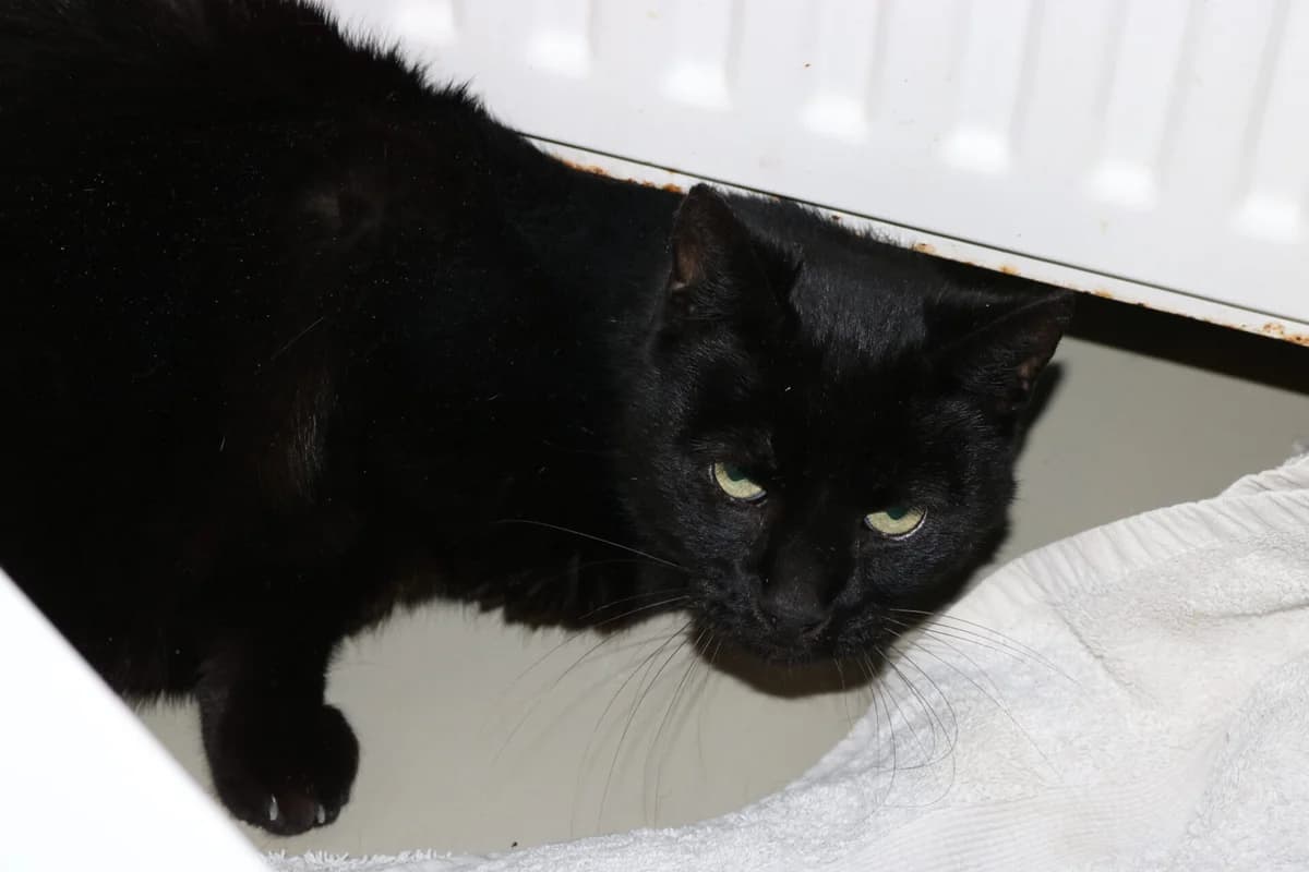 Henkie, male 5yo Mixed Breed for adoption at Dierentehuis