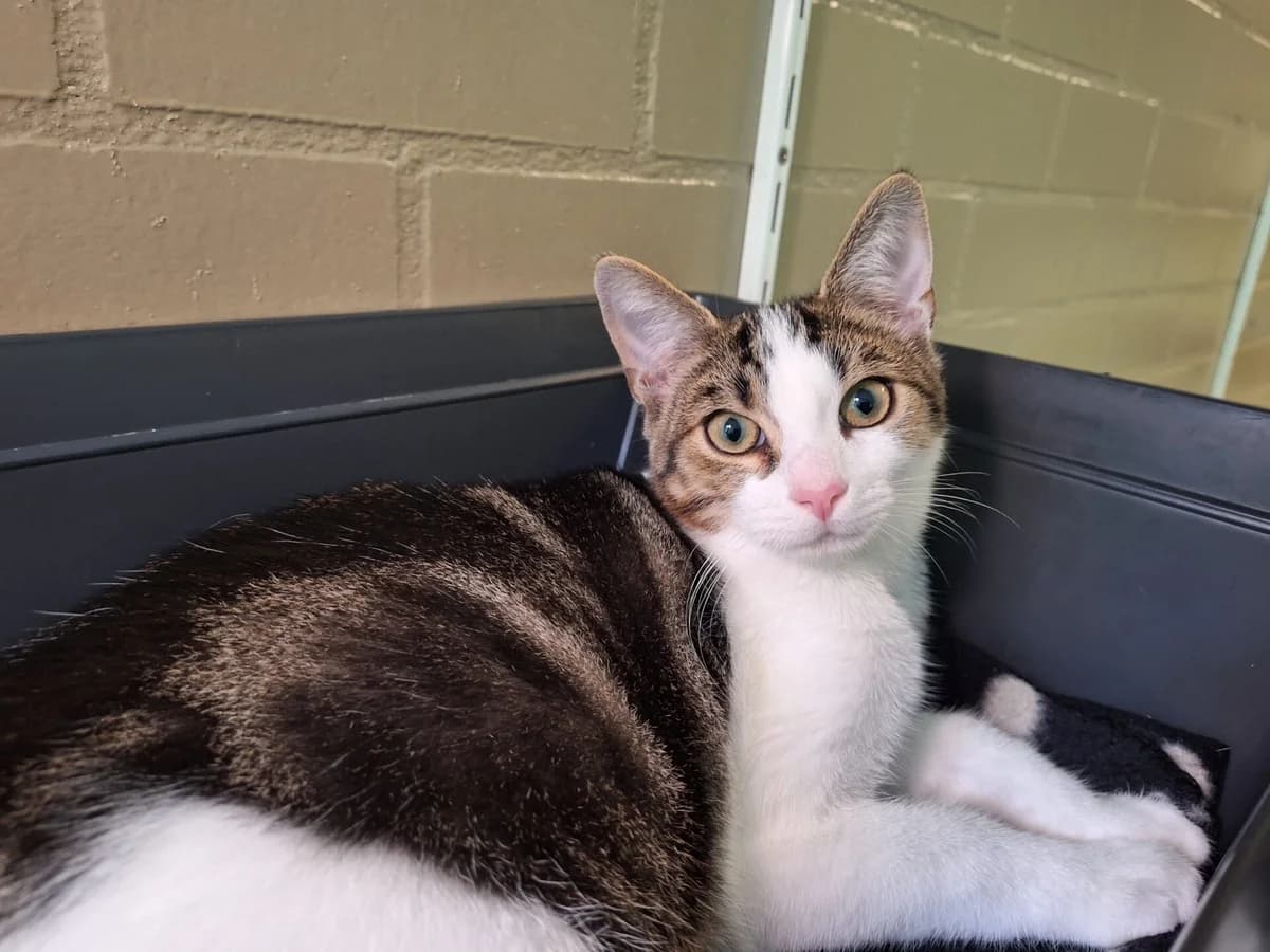 Kitten Jozef, male puppy Mixed Breed for adoption at Dierentehuis