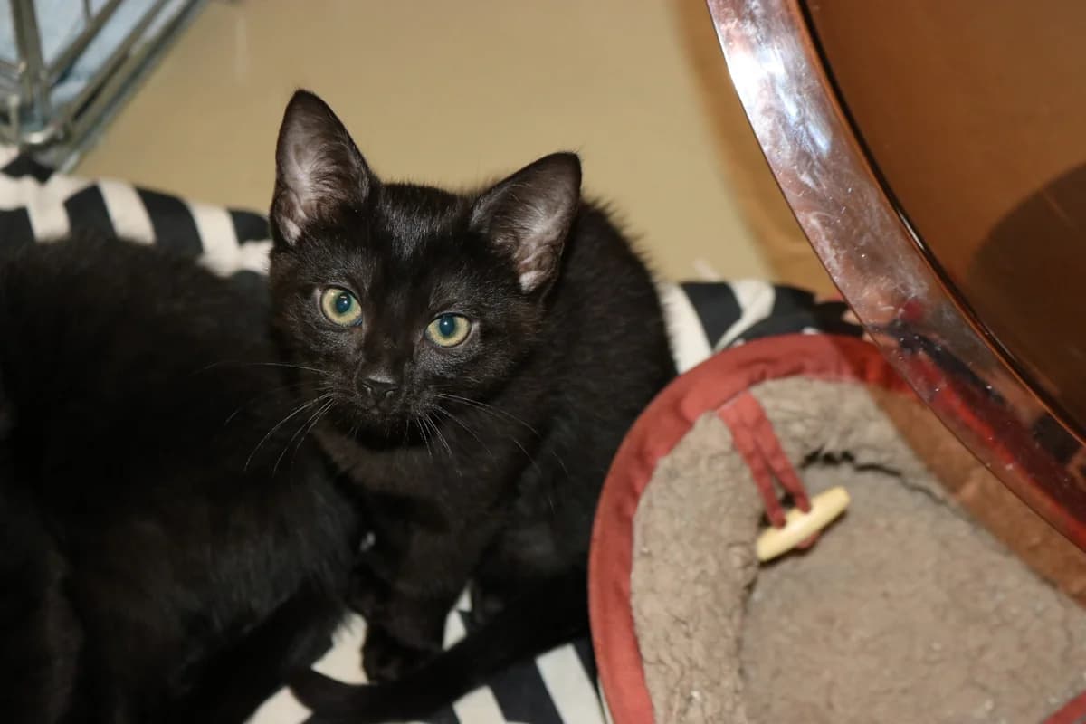 Kitten April, female puppy Mixed Breed for adoption at Dierentehuis