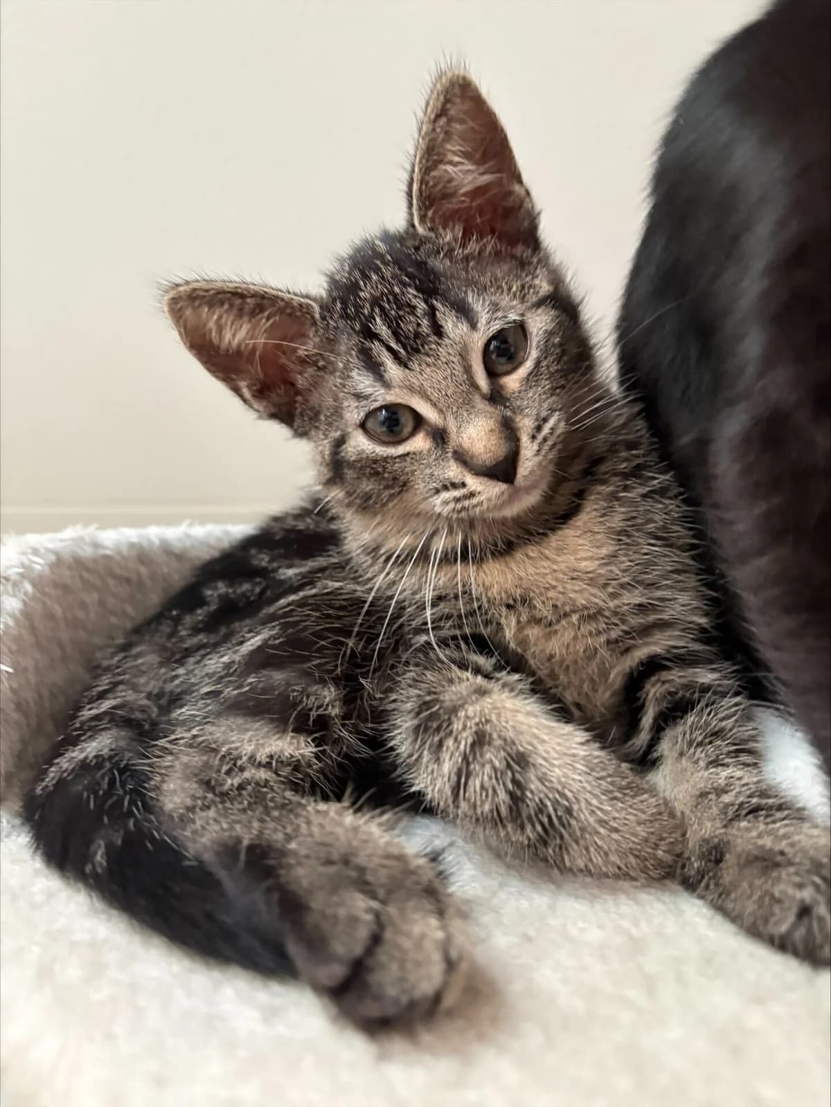Kitten Beans (nr. 23496), female puppy Mixed Breed for adoption at Dierentehuis