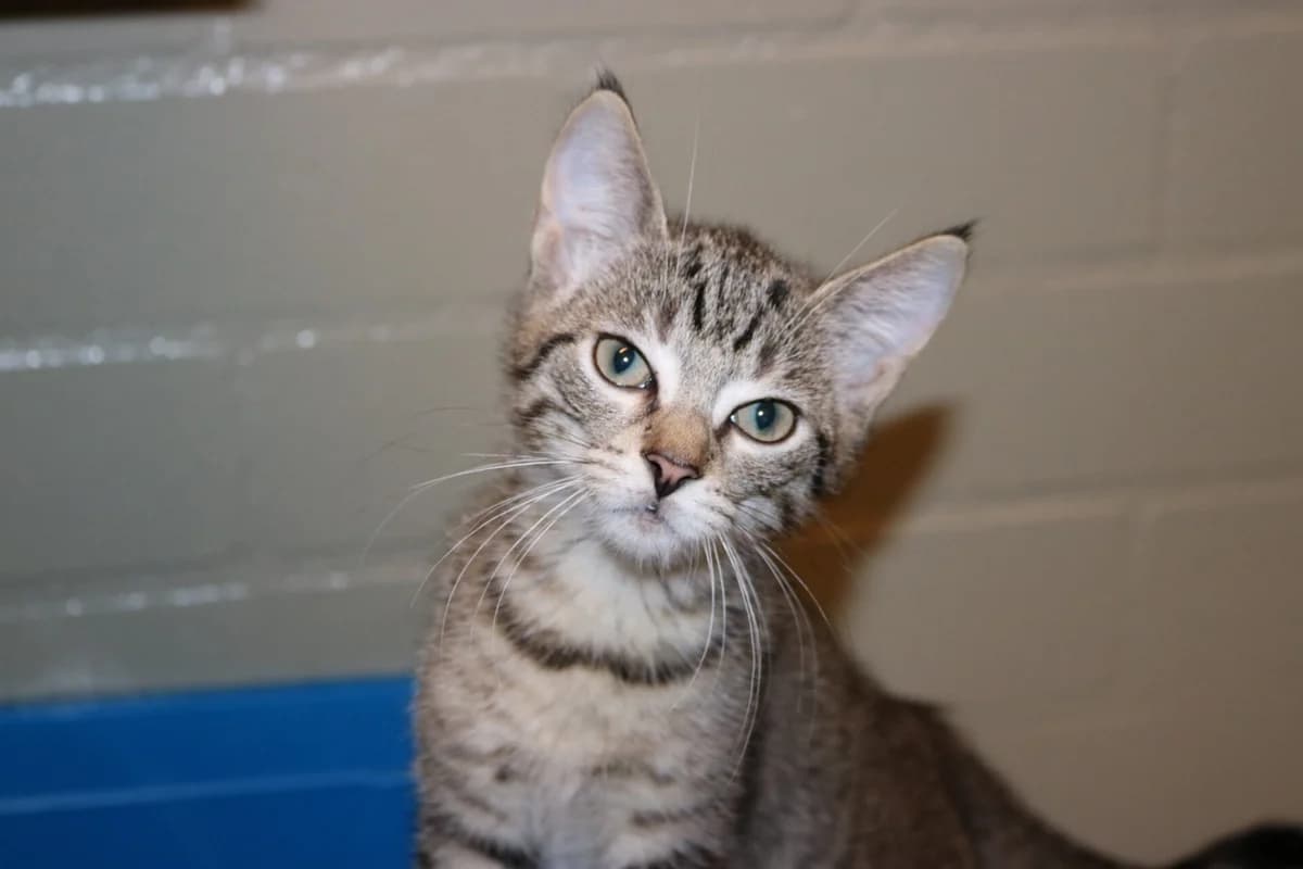 Kitten Blossem, female puppy Mixed Breed for adoption at Dierentehuis