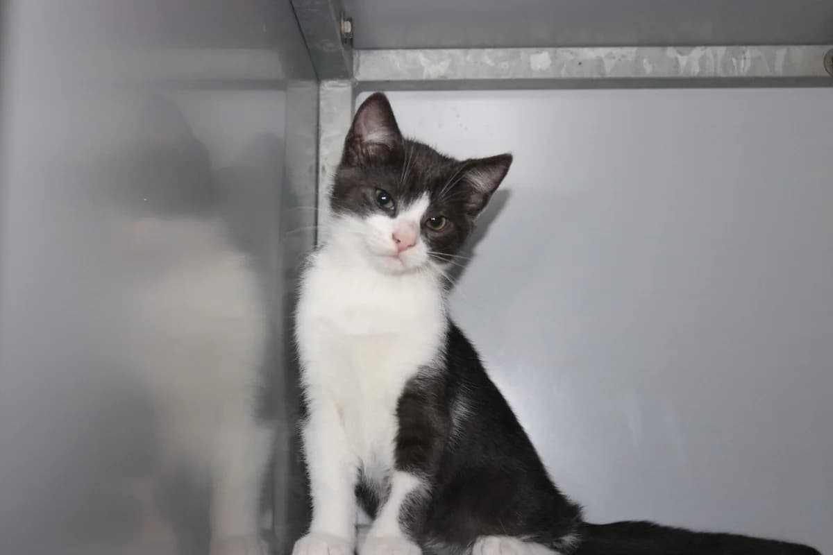 Kitten Blowy, zwart male puppy Mixed Breed for adoption at Dierentehuis