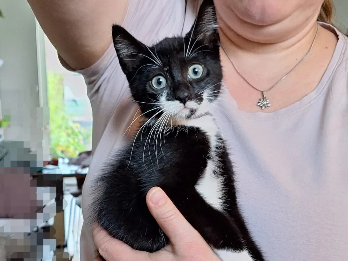 Kitten Bobo (nr. 23280), zwart male puppy Mixed Breed for adoption at Dierentehuis