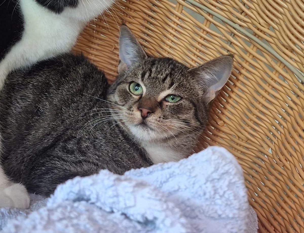 Kitten Bodi, male puppy Mixed Breed for adoption at Dierentehuis