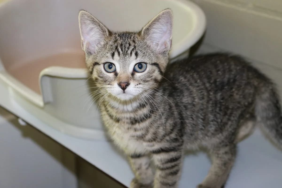 Kitten Boots, male puppy Mixed Breed for adoption at Dierentehuis