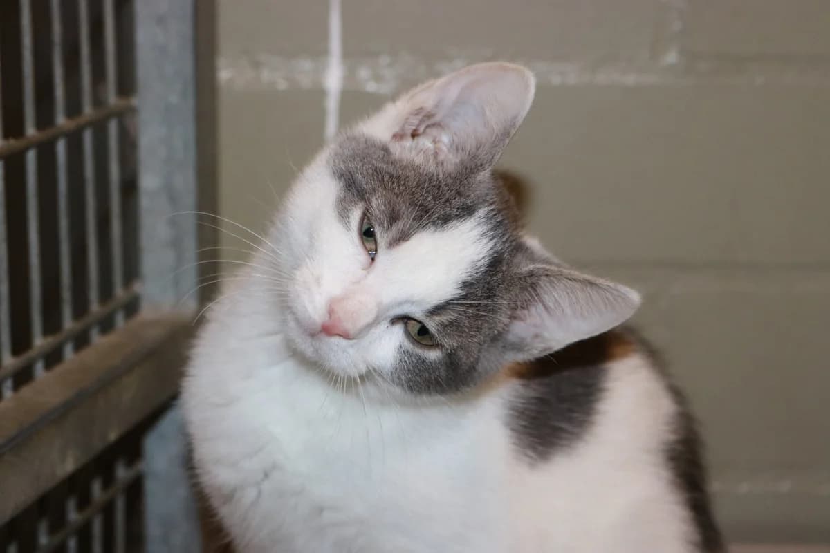 Kitten Bouncy, female puppy Mixed Breed for adoption at Dierentehuis