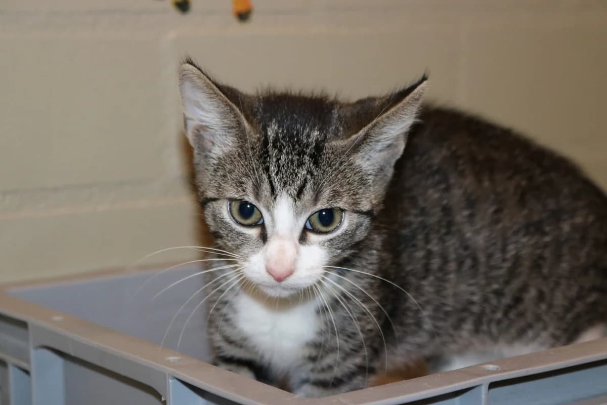 Kitten Buttercup, female puppy Mixed Breed for adoption at Dierentehuis