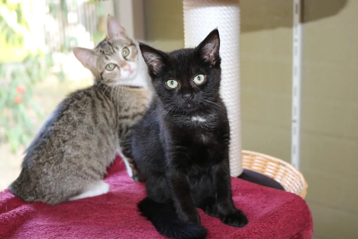 Kitten Chaka, male puppy Mixed Breed for adoption at Dierentehuis