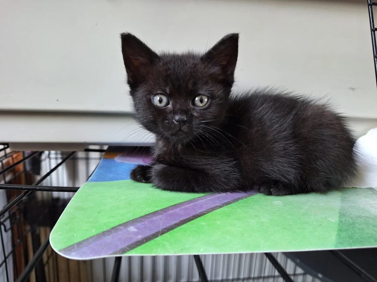 Kitten Chen (nr. 23522), female puppy Mixed Breed for adoption at Dierentehuis