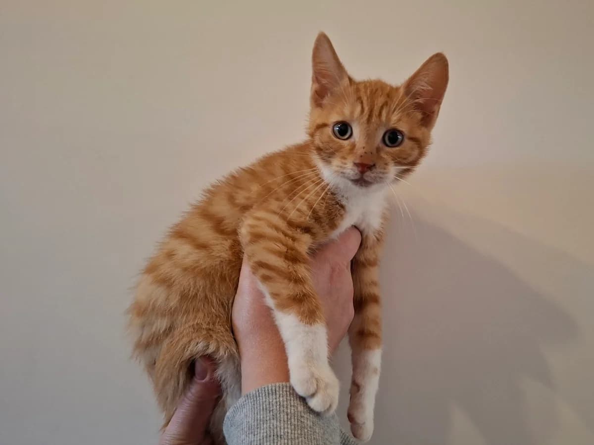 Kitten Cole (nr. 24636), male puppy Mixed Breed for adoption at Dierentehuis