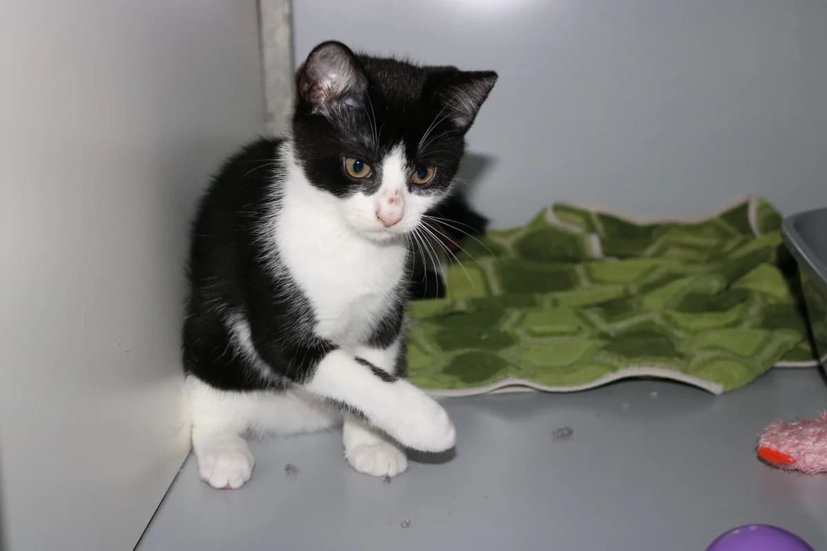 Kitten Dropje, female puppy Mixed Breed for adoption at Dierentehuis