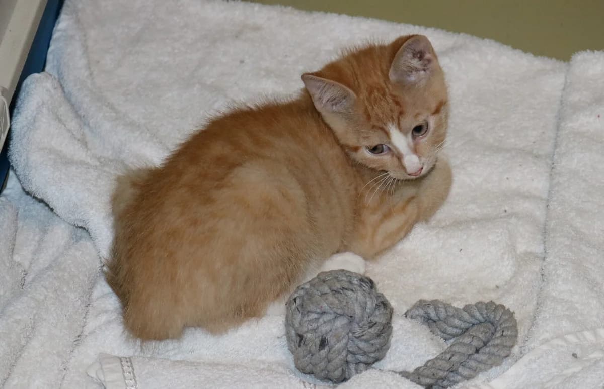 Kitten Ed Sheeran, male puppy Mixed Breed for adoption at Dierentehuis