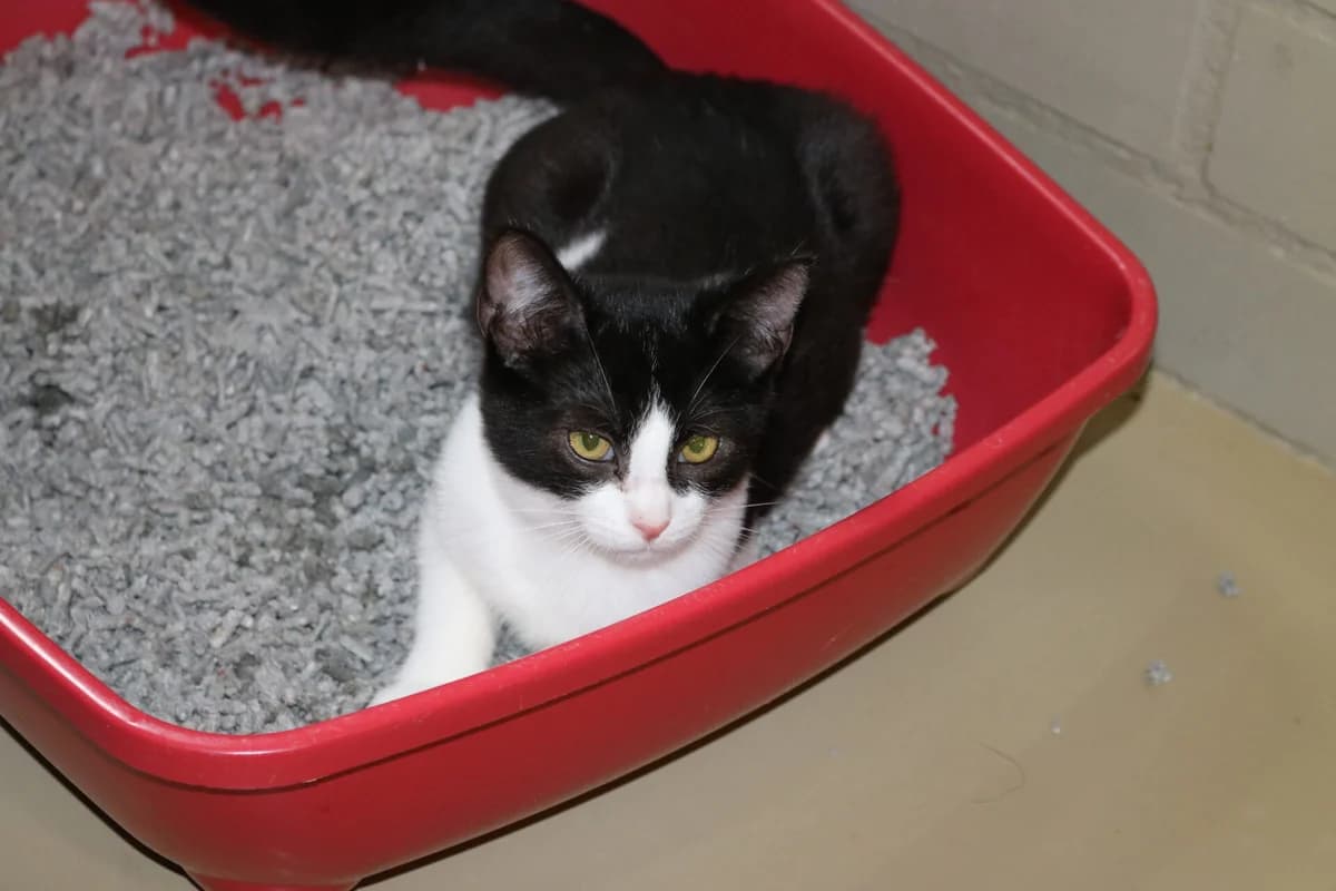 Kitten Emma, female puppy Mixed Breed for adoption at Dierentehuis