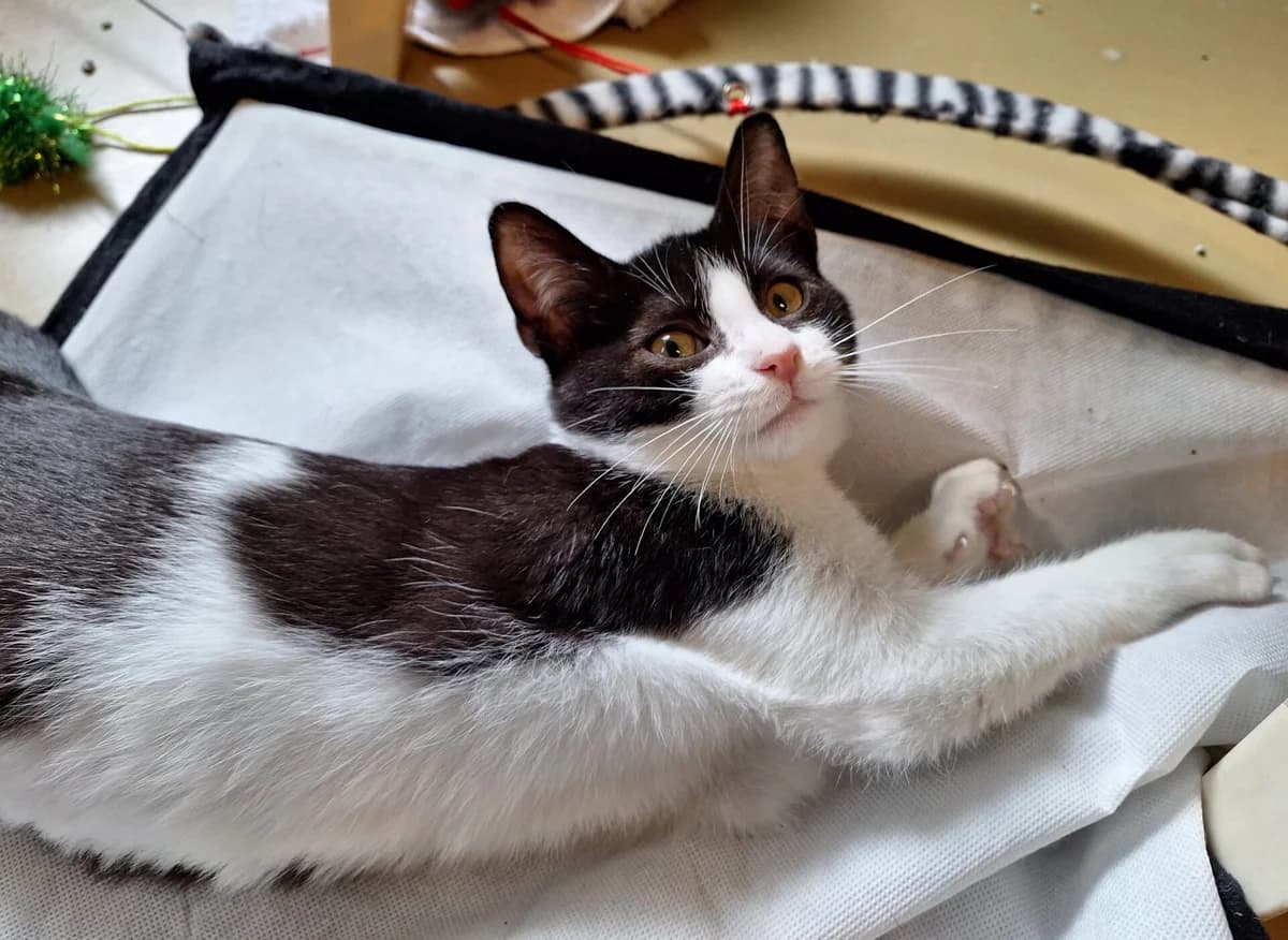 Kitten Emma, female puppy Mixed Breed for adoption at Dierentehuis