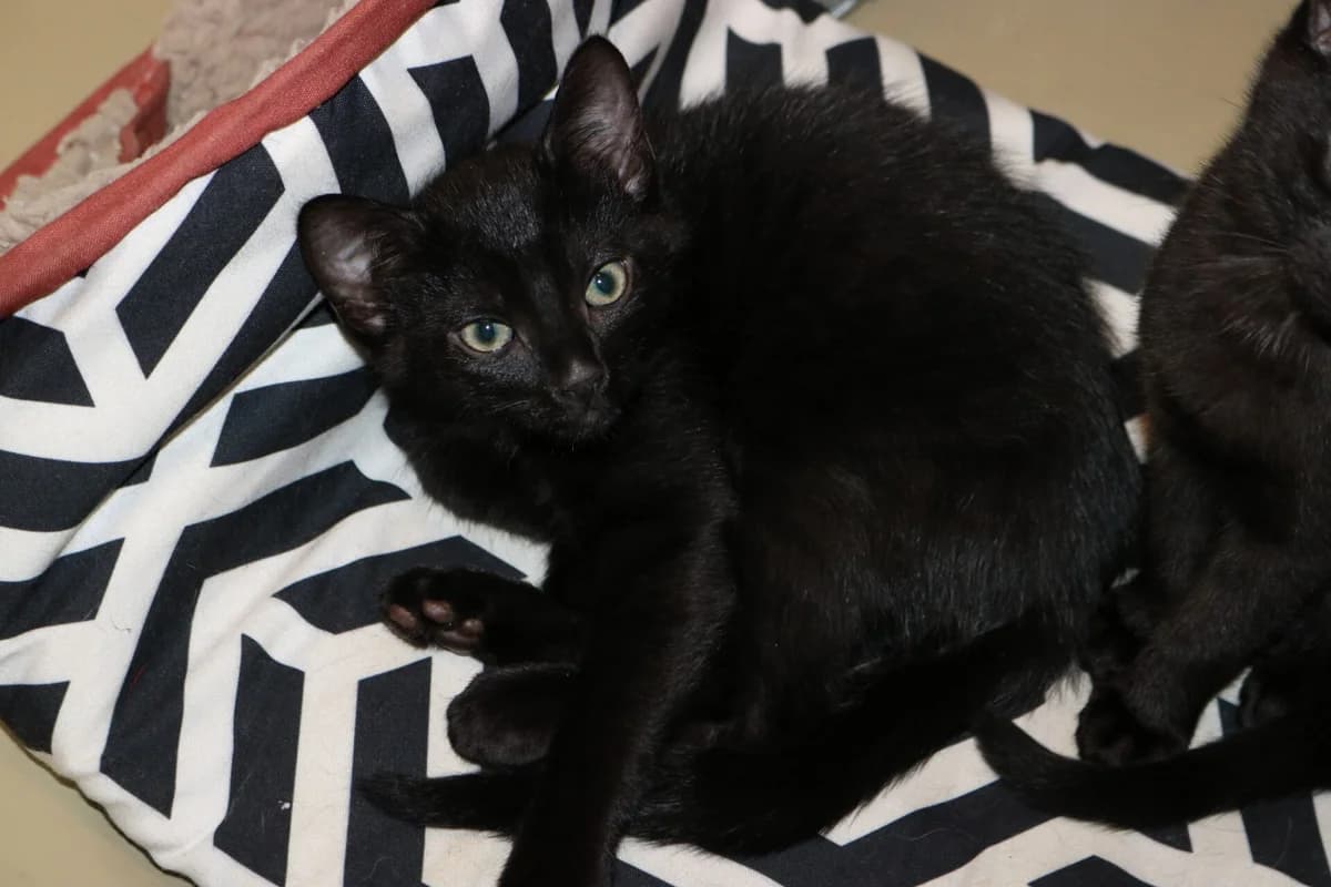 Kitten Falcon, male puppy Mixed Breed for adoption at Dierentehuis