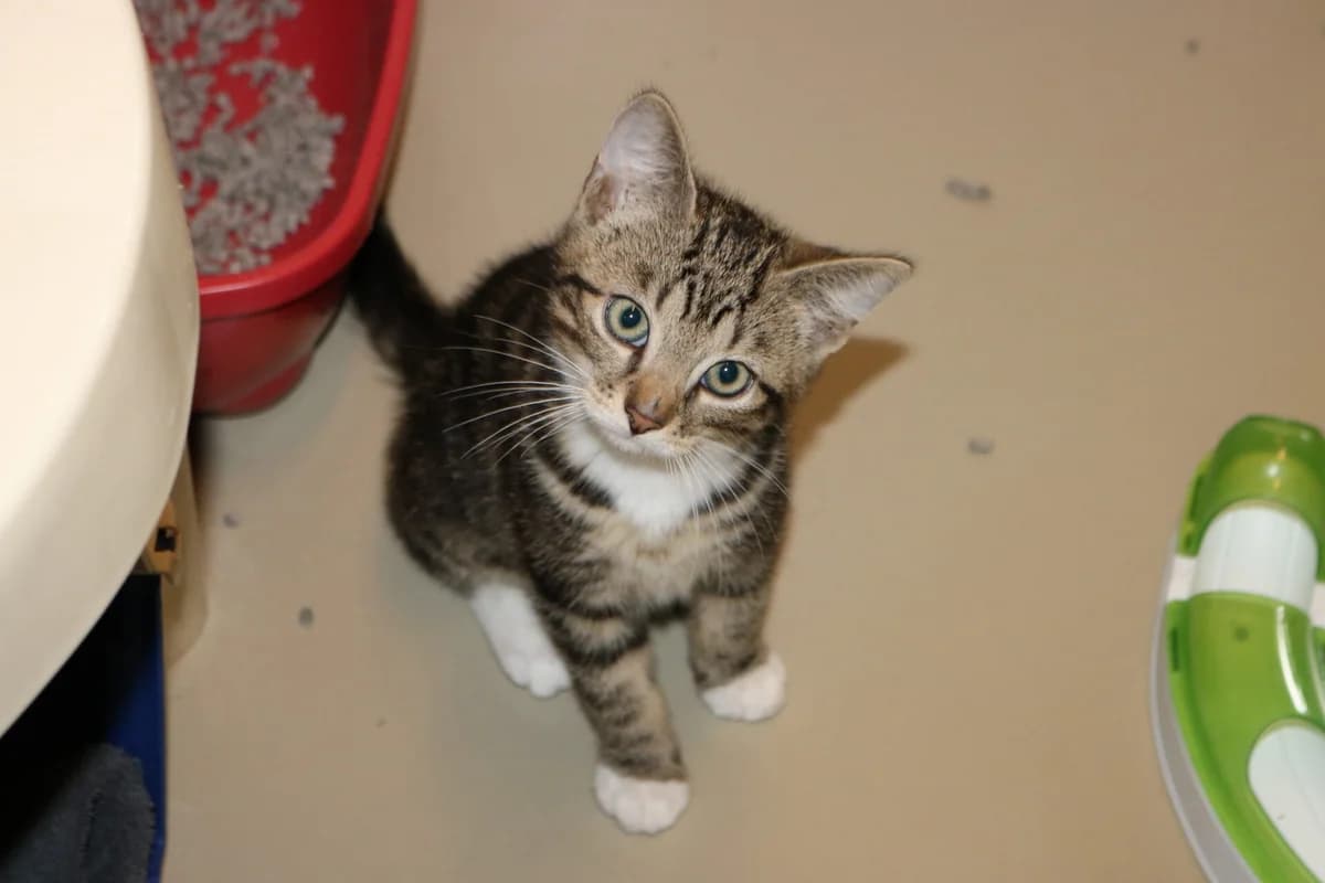 Kitten Floris, male puppy Mixed Breed for adoption at Dierentehuis