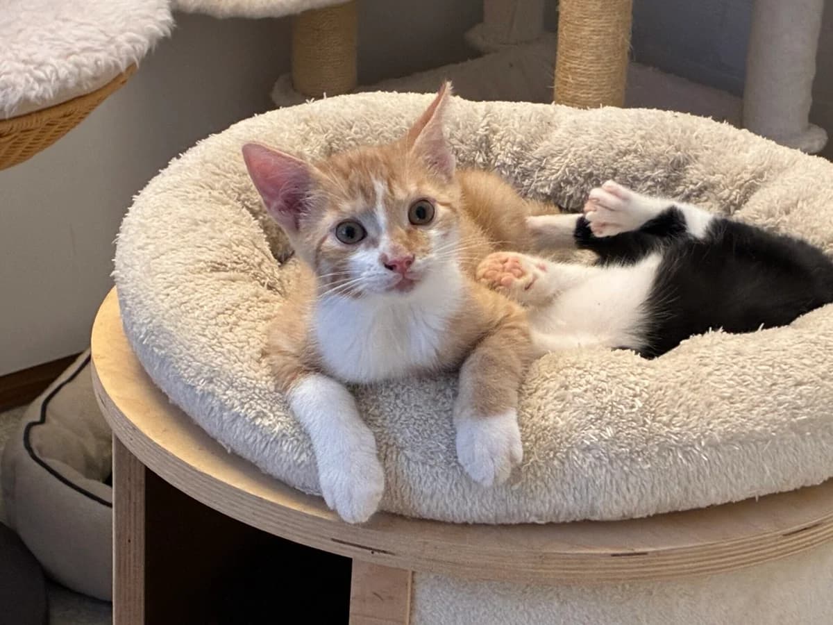 Kitten Frodo (nr. 23245), male puppy Mixed Breed for adoption at Dierentehuis