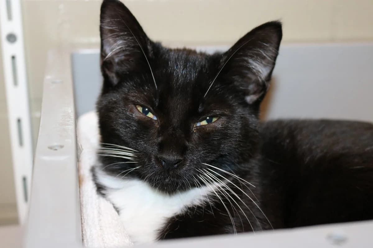 Kitten Geri, female puppy Mixed Breed for adoption at Dierentehuis