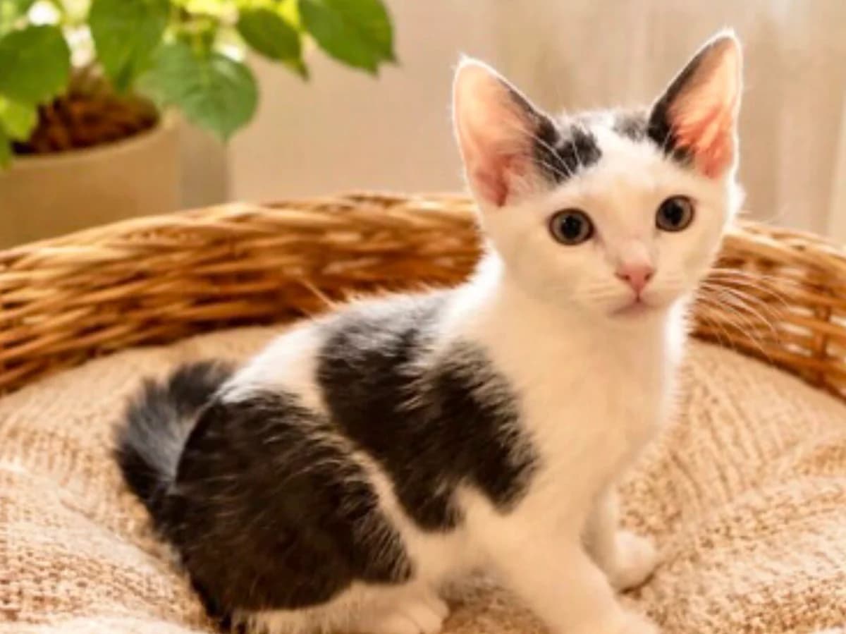 Kitten Gipsy (nr. 23691) + Charly, female puppy Mixed Breed for adoption at Dierentehuis