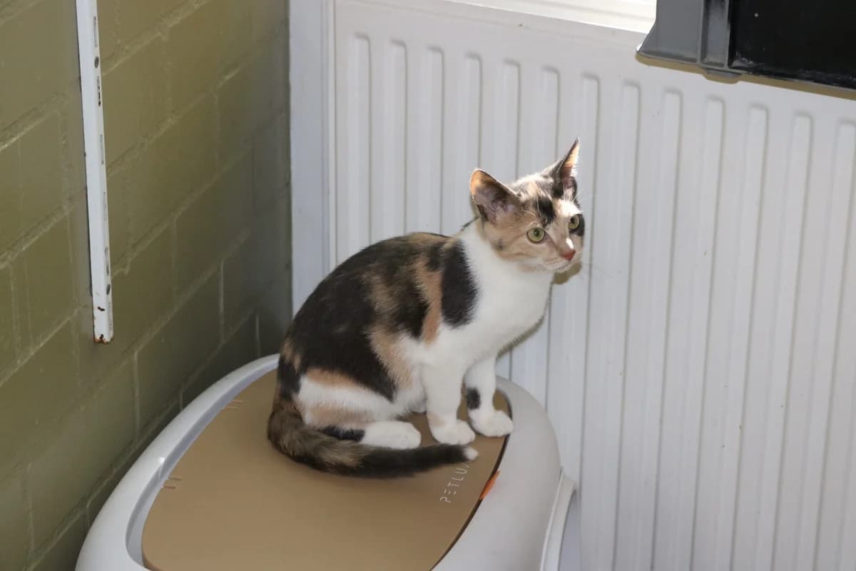 Kitten Helga, female puppy Mixed Breed for adoption at Dierentehuis