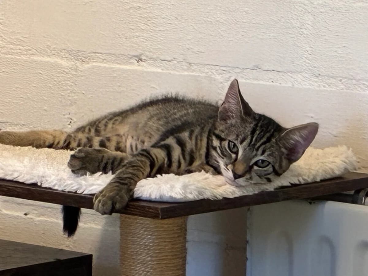 Kitten Jack (nr. 22886), male puppy Mixed Breed for adoption at Dierentehuis