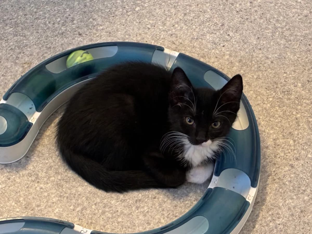 Kitten Jones (nr. 22881), male puppy Mixed Breed for adoption at Dierentehuis