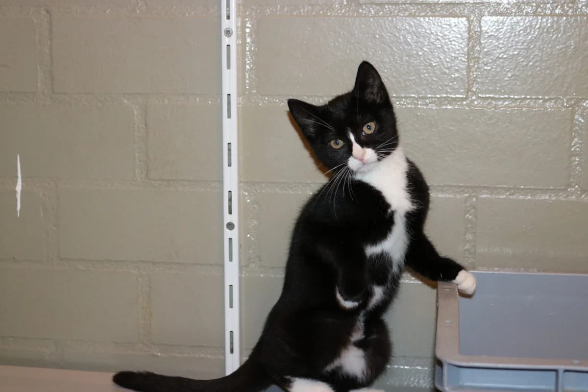 Kitten Jumper, female puppy Mixed Breed for adoption at Dierentehuis