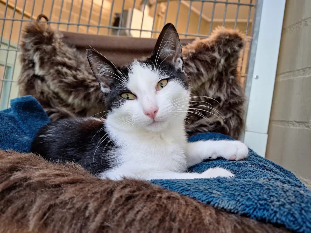 Kitten Kees, male puppy Mixed Breed for adoption at Dierentehuis