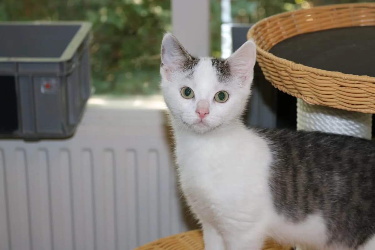 Kitten Kicks, male puppy Mixed Breed for adoption at Dierentehuis