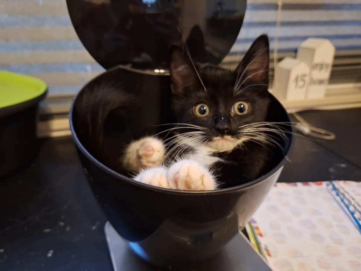 Kitten Krabbel (nr. 23281), female puppy Mixed Breed for adoption at Dierentehuis