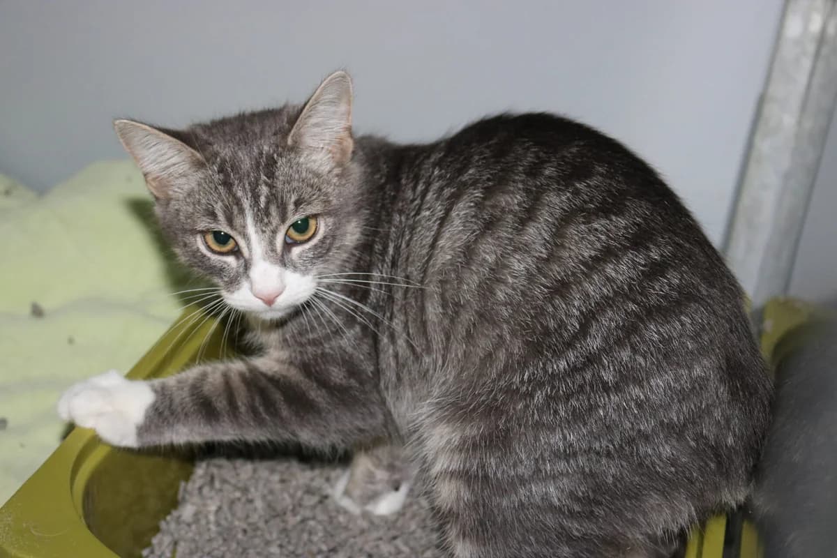 Kitten Kuro, puppy Mixed Breed for adoption at Dierentehuis