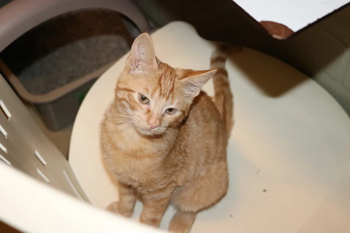 Kitten Kwak, male puppy Mixed Breed for adoption at Dierentehuis