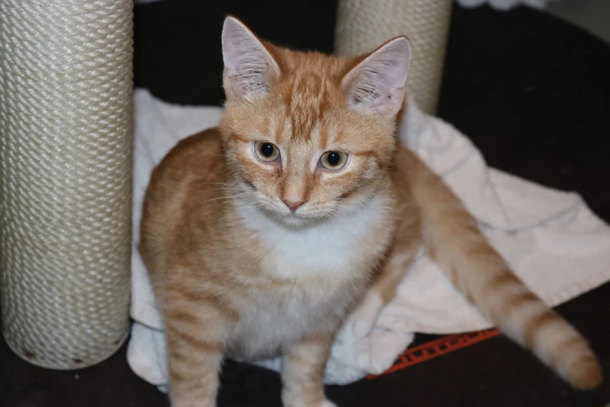 Kitten Kwek, male puppy Mixed Breed for adoption at Dierentehuis