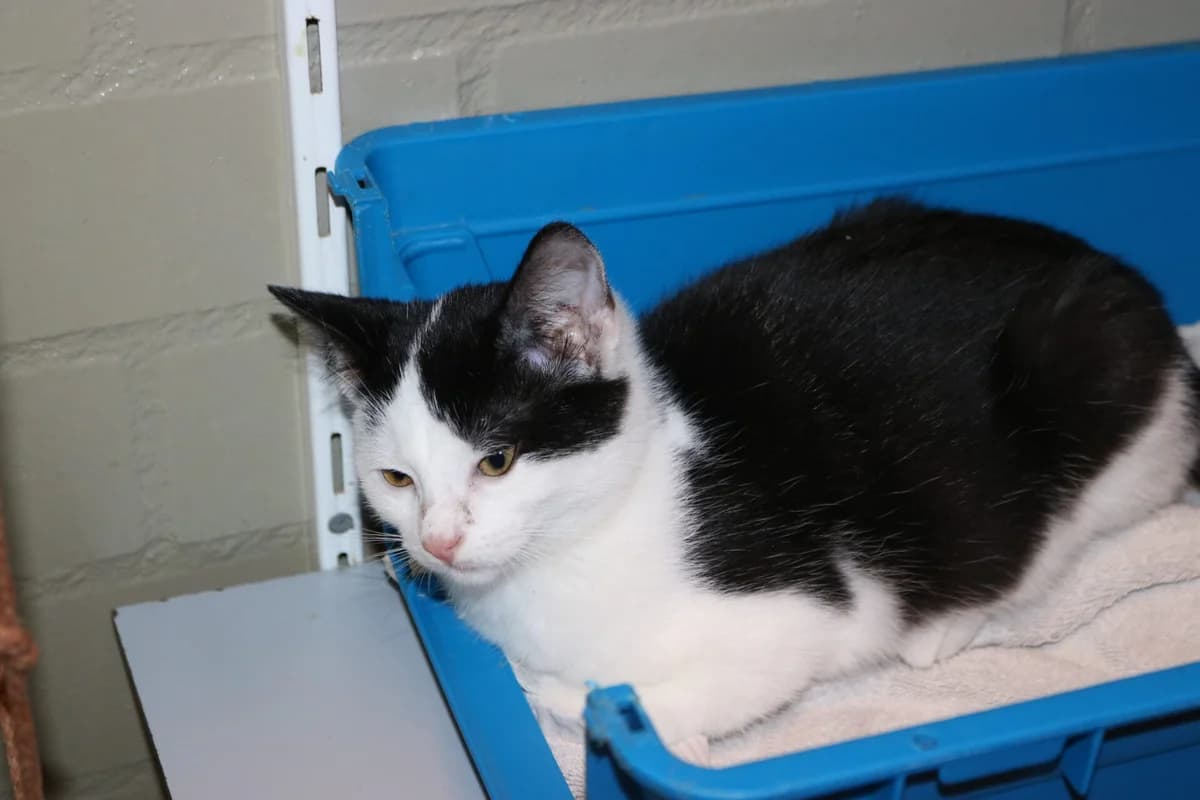 Kitten Lex, male puppy Mixed Breed for adoption at Dierentehuis